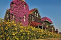 Bright yellow flowers grow in the flowerbed.