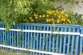 Bright yellow flowers grow in the village near the old blue wooden fence in the summer day Royalty Free Stock Photo