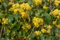 Bright yellow flowers of holonium Magonia with dark green leaves. Mahonia Aquifolium is elegant shrub in garden Royalty Free Stock Photo