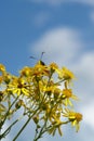 Bright yellow flowers of Jacobaea vulgaris (Senecio jacobaea) with a six-spot burnet on the top, selective focus Royalty Free Stock Photo