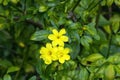 Bright yellow flowers of japanese jasmine (jasminum mesnyi)