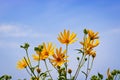 Bright yellow flowers of Jerusalem artichoke on a background of blue sky.