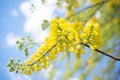 bright yellow flowers on a laburnum tree Royalty Free Stock Photo