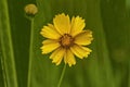 Bright yellow flowers of Lance-leaf Coreopsis lanceolata in natural environment