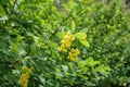 Bright yellow flowers in the leafage of barberry