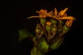 Bright yellow flowers of the leopard plant Ligularia dentata Desdemona on a black background. Macro photo.