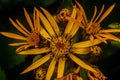 Bright yellow flowers of the leopard plant Ligularia dentata Desdemona on a black background. Macro photo. Top view