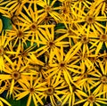 Bright yellow flowers of the leopard plant Ligularia dentata Desdemona. Top view, full frame. Floral background.