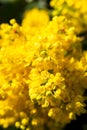 Bright yellow flowers of Mahonia aquifolium.