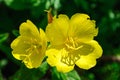 Bright yellow flowers of Oenothera biennis. Royalty Free Stock Photo
