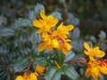 Bright yellow flowers with waxy green leaves Berberis darwinii