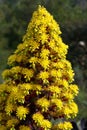 Spring Bloom Series - Stunning Black Leaves on Aeonium Zwartkop Succulent