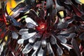 Spring Bloom Series - Stunning Black Leaves on Aeonium Zwartkop Succulent