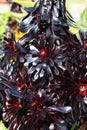 Spring Bloom Series - Stunning Black Leaves on Aeonium Zwartkop Succulent