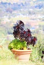 Spring Bloom Series - Stunning Black Leaves on Aeonium Zwartkop Succulent