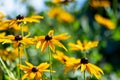 Bright yellow flowers of rudbeckia, commonly known as coneflowers or black eyed susans, in a sunny summer garden Royalty Free Stock Photo