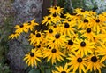 Bright yellow flowers