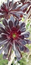 Bright Yellow Flowers on Succulent Plant - Aeonium Schwarzkopf in Bloom