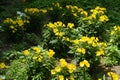 Bright yellow flowers of sundrops Royalty Free Stock Photo