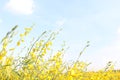 Bright yellow flowers of Sunn Hemp in field. Royalty Free Stock Photo