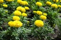 Bright yellow flowers of Tagetes erecta