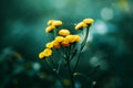 Bright yellow flowers with thin threads of spider web, which are covered with drops of pure dew in the early morning Royalty Free Stock Photo