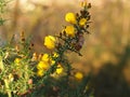 Yellow flowers on a gorse bush