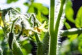 Bright yellow flowers of tomatoes. Tomato flowers on the stem Royalty Free Stock Photo