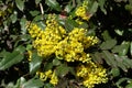 Bright yellow flowers and wide pinnate leaves of grape holly