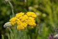 Bright-yellow flowers of yarrow in june in front of blurry plant background Royalty Free Stock Photo