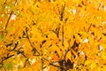 Bright yellow foliage of golden ash. Natural autumn background Royalty Free Stock Photo