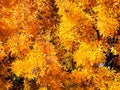 Bright yellow foliage of a Japanese maple tree in early autumn Royalty Free Stock Photo