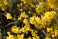 Bright yellow Forsythia branches under the spring sun