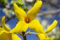 Bright yellow forsythia flowers on a defocused background of blue sky and branches. Close-up, selective focus Royalty Free Stock Photo