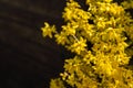 Bright yellow Forsythia glows with happiness on the spring sun against the black background of bygone winte Royalty Free Stock Photo