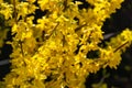 Bright yellow Forsythia glows with happiness on the spring sun against the black background of bygone winter Royalty Free Stock Photo