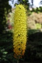 bright yellow Foxtail lily Eremurus robustus flower