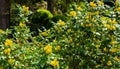 Bright yellow fragrant flowers with dark green leaves makes Mahonia Aquifolium popular elegant shrub in spring garden Royalty Free Stock Photo