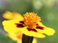 Yellow French Marigold