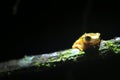 Bright yellow frog on a branch looking angry