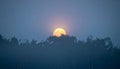 Full moon rising behind silhouette of trees against bluegray evening sky Royalty Free Stock Photo
