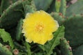 Bright yellow fully open blooming flower of Barbary fig or Opuntia ficus-indica cactus plant surrounded with other plants in local Royalty Free Stock Photo