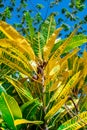 Bright yellow garden croton Codiaeum variegatum