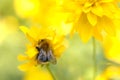 Bright yellow garden flower and bumblebee. Royalty Free Stock Photo