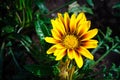 Bright yellow Gazania rigens flower in summer garden. Royalty Free Stock Photo