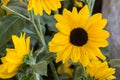 Bright yellow gebera daisy Gerbera jamesonii in a garden. Also called Barberton daisy, Transvaal daisy, and as Barbertonse