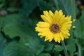 Bright yellow gebera daisy Gerbera jamesonii in a garden copy right. Also called Barberton daisy, Transvaal daisy, and as