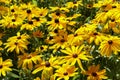 Bright yellow of Gloriosa Daisy `Indian Summer` flower at full bloom Royalty Free Stock Photo