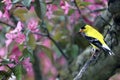 Bright Yellow Goldfinch Perched in Blossoming Crab Apple tree Spinus tristis