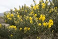 Bright yellow gorse in detail Royalty Free Stock Photo